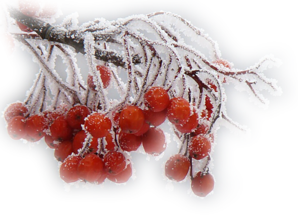 Рябина в снегу на прозрачном фоне