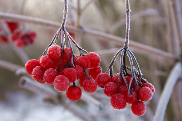 Красные ягоды зимой