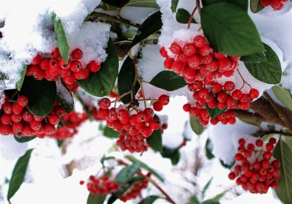 Калина взимку