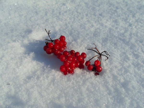Гроздь калины на снегу