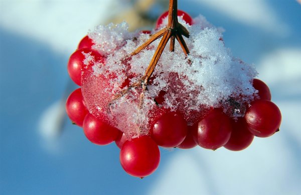 Гроздья калины в снегу