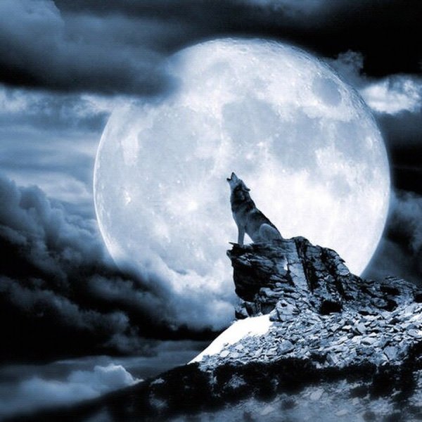 Воет на луну