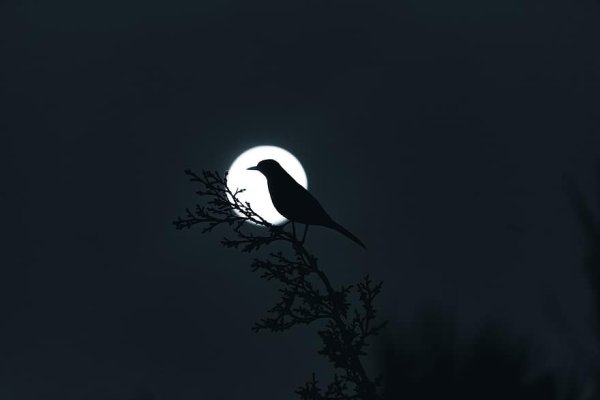 Птица в темноте