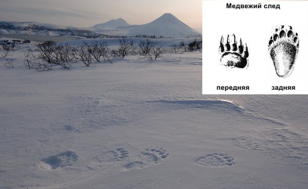 Следы медведя на снегу