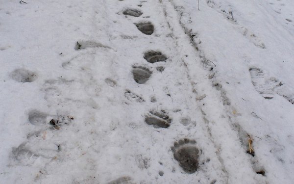 Медвежьи следы на снегу