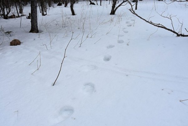 Следы медведя на снегу