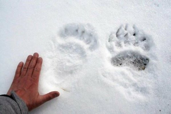 Медвежьи следы на снегу
