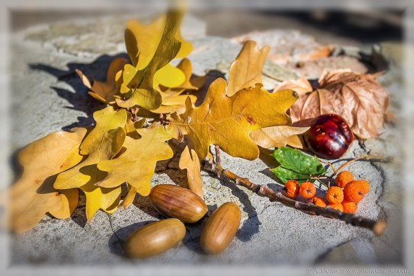 Осенние мотивы картинки