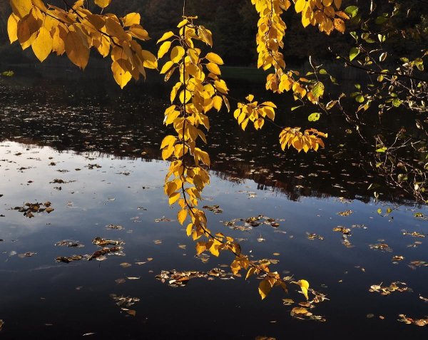 Красивые осенние мотивы