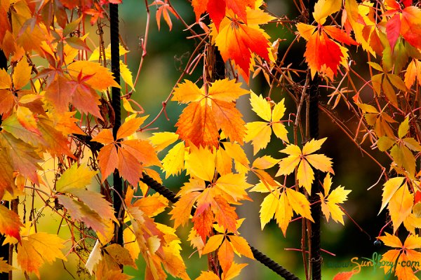 Осенние мотивы листья