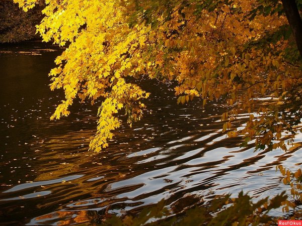 Осенние мотивы картинки для рабочего стола