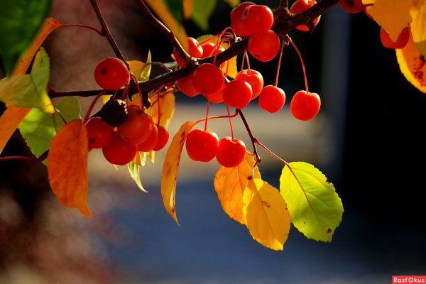 Осенний мотив