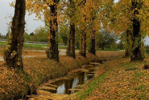 Осенние мотивы картинки