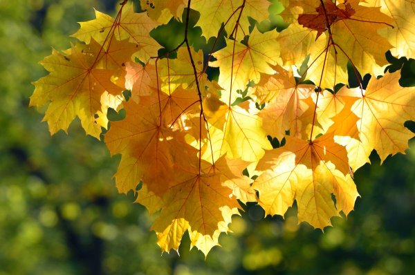 Осенний мотив