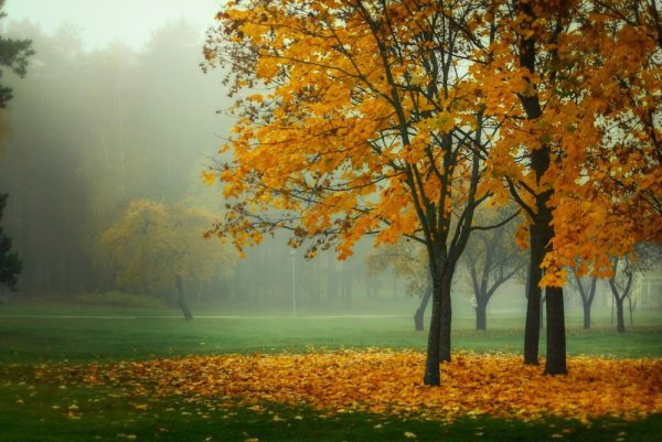 Осенний мотив