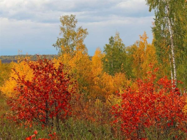 Осенний мотив