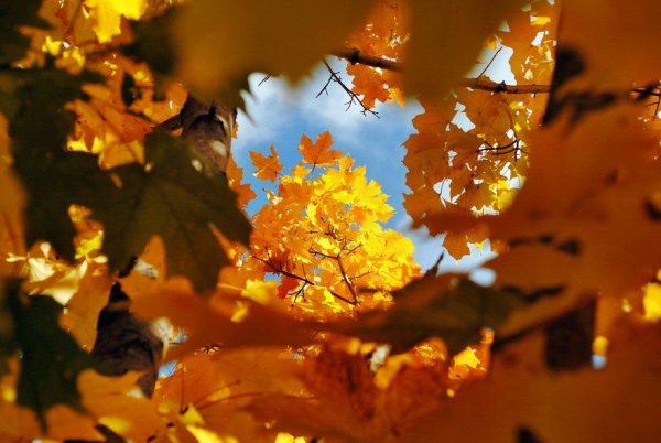 Листва на просвет