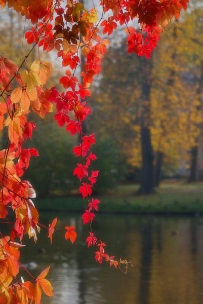 Осенний мотив