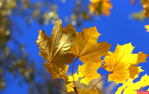 Красивые осенние мотивы