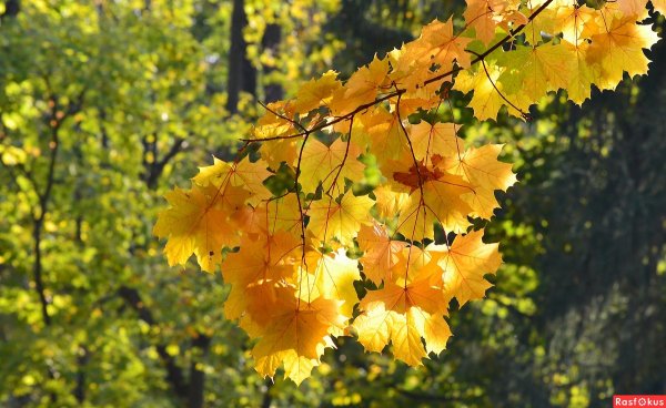 Название осенние мотивы