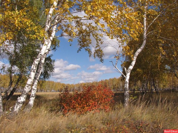 Осенний мотив