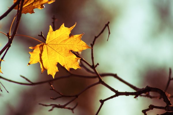 Осенний мотив