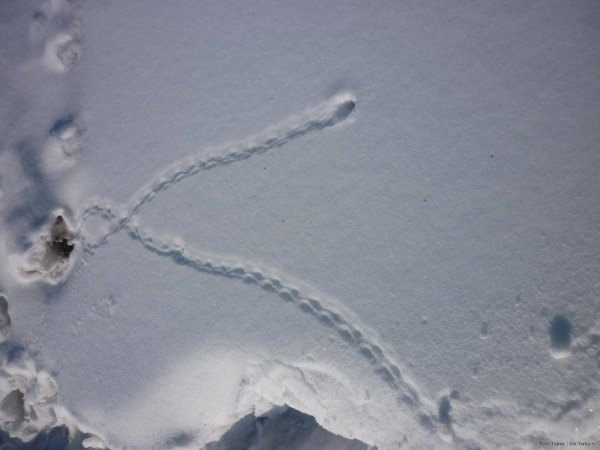 Мышка-полёвка след на снегу