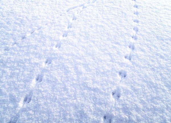 Следы полевки на снегу