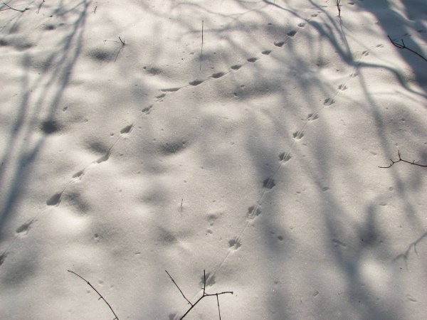 Следы полевки