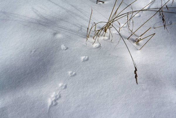 Следы полевки на снегу