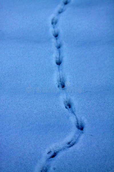 Следы грызунов на снегу