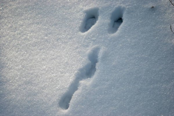 Следы землеройки на снегу