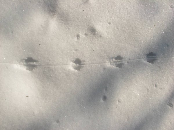 Мышиные следы на снегу как выглядят