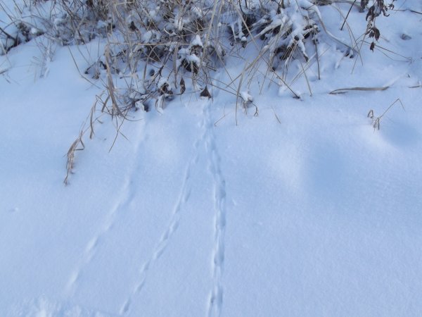 Следы полевки на снегу
