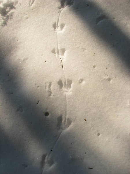 Следы землеройки на снегу