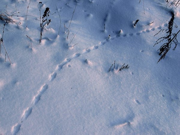 Следы животных на снегу