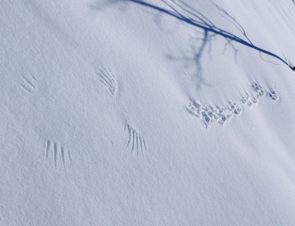 Следы мыши на снегу
