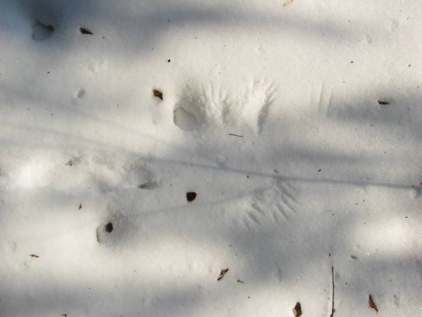 Следы крысы на снегу