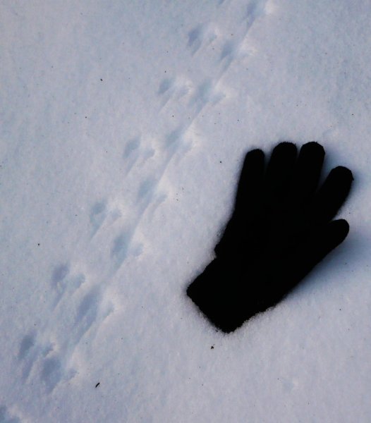 Мышиные следы на снегу