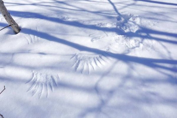 Вороньи следы на снегу