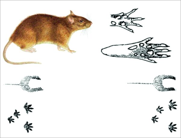 Следы мыши полевки