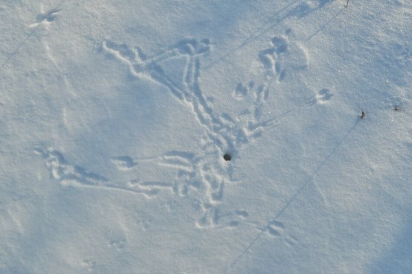 Следы ласки на снегу