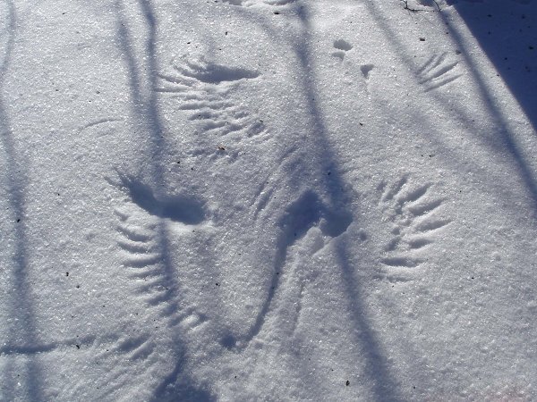 Следы животных на снегу