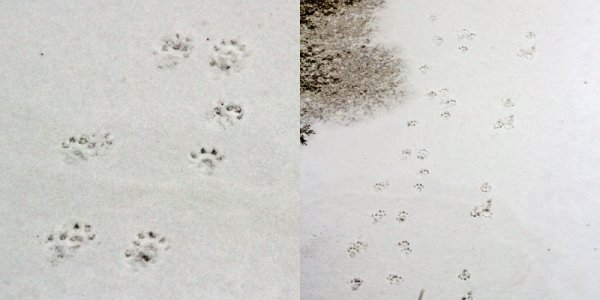 Следы на снегу мышей и крыс