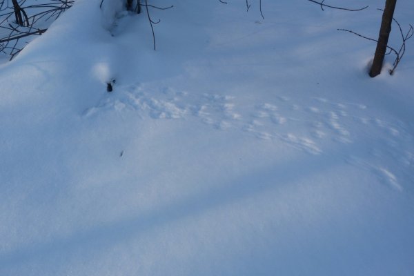Следы крысы на снегу