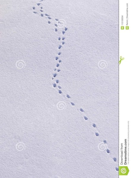 Следы мышки на снегу