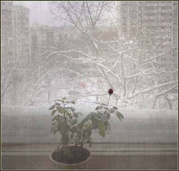 Мокрый снег за окном