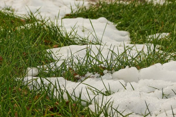 Весенняя травка