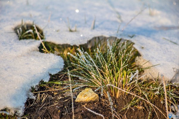 Осока волосистая зимой