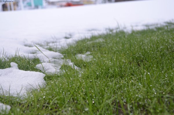 Снег на газоне